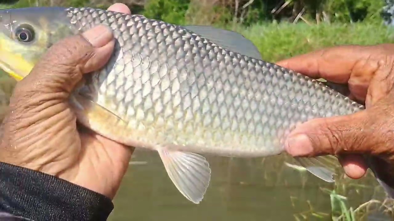 Pescaria boa é guando o peixe quebrA a linha 