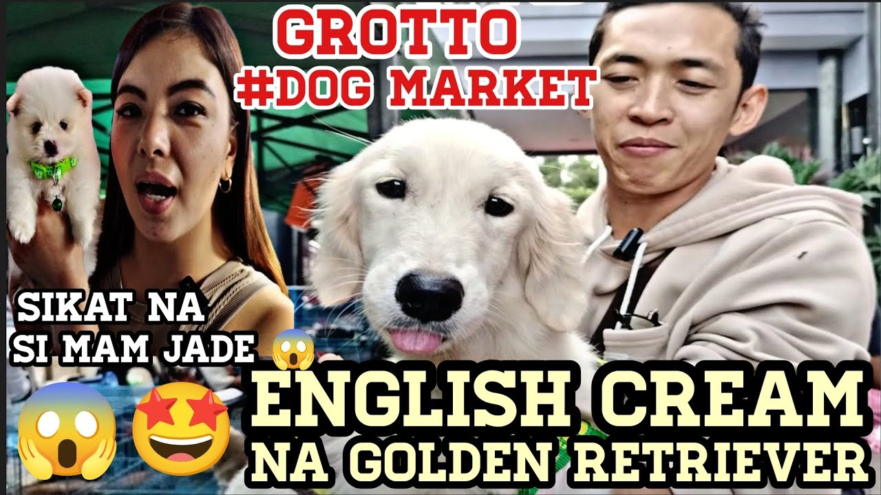 #Grotto #Dog Market#English Cream Na Golden Retriever Bihira lang sa pet market#mam Jade sikat Wow!