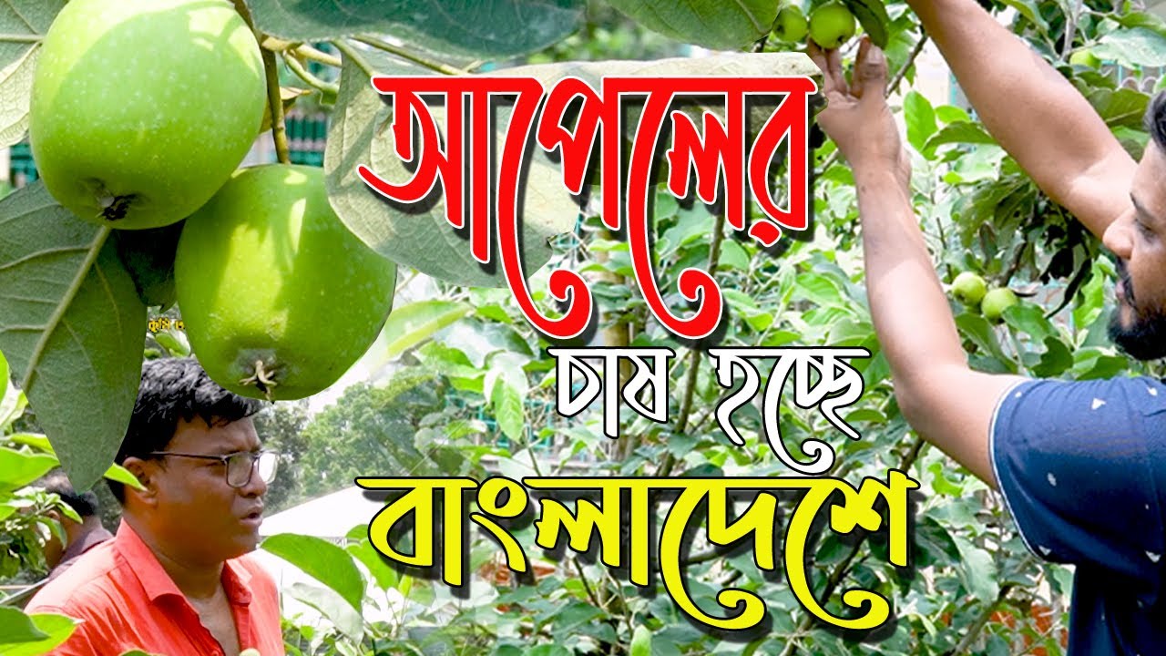 আপেলের চাষ হচ্ছে বাংলাদেশে । Apple orchard  আপেলের বাগান  । অবশ্যই চাষ হবে। কিভাবে সম্ভব ?