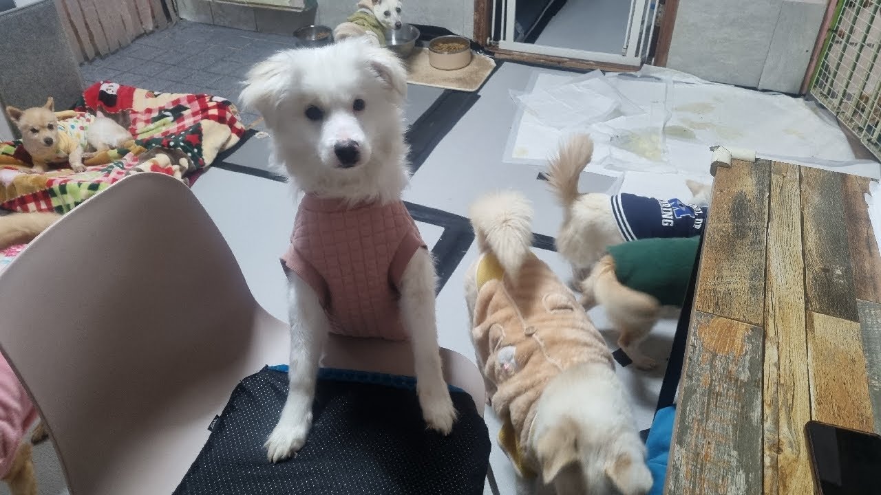 오랜만에 용동 아이들 보세요