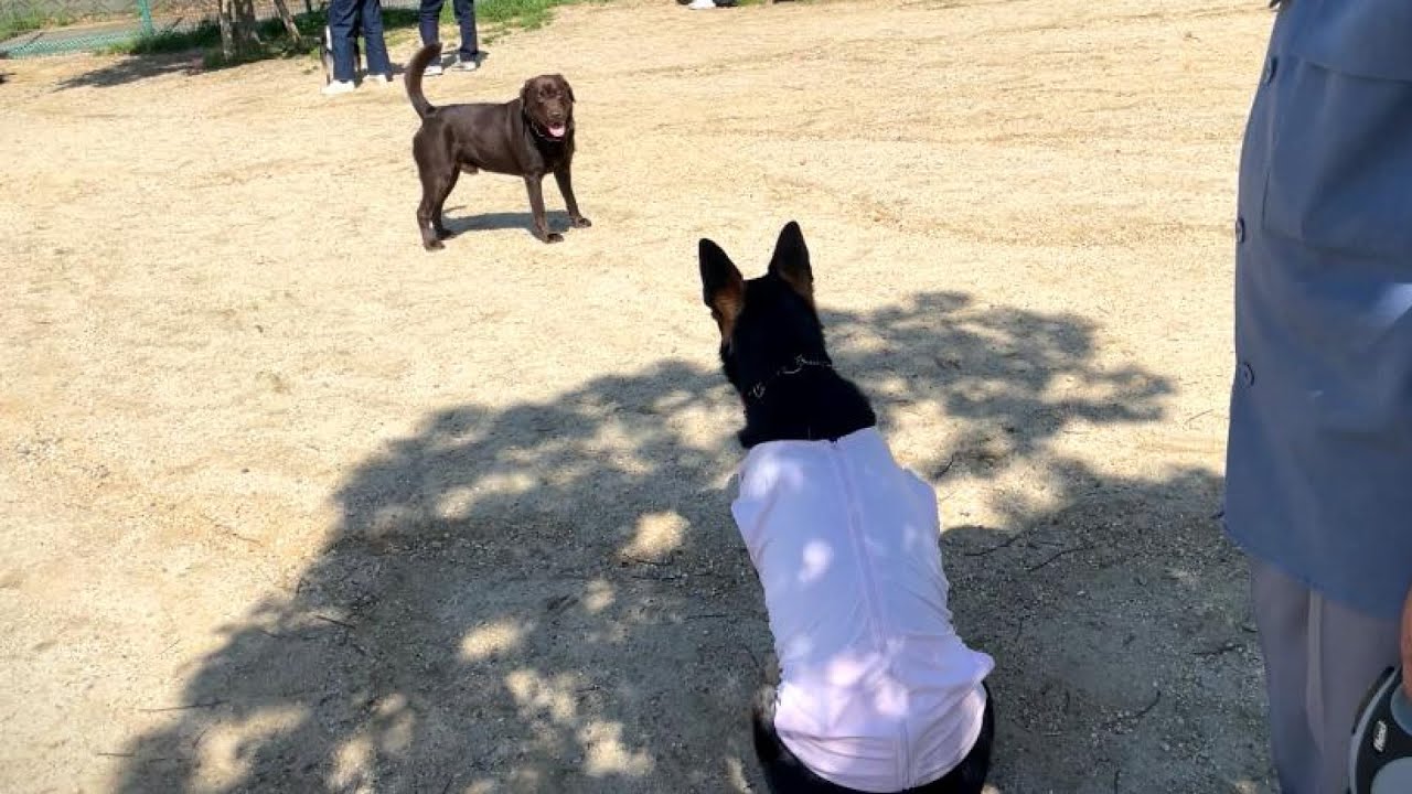 ドッグランでアクシデントがあった後、飼い主を守ろうとするシェパード犬