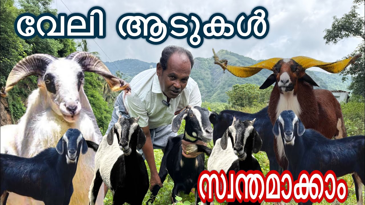 വീടിനുള്ളിലാണ് ഇവയെ വളർത്തുന്നത് വംശനാശം സംഭവിക്കാതെ വളർത്താൻ വാങ്ങാം new goat farming malayalam