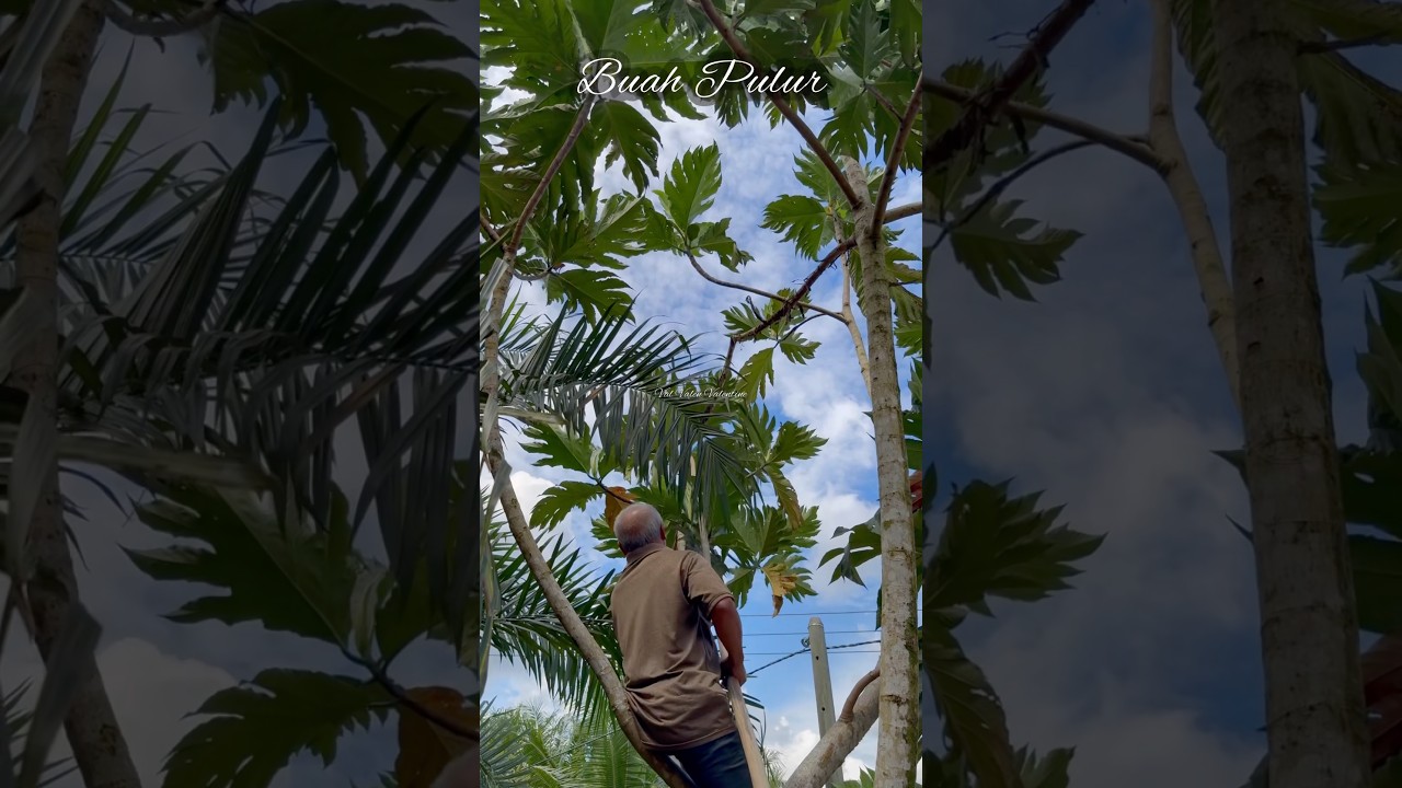 Ramai cakap yang ini buah sukun. Buah pulur ya bukan buah sukun.