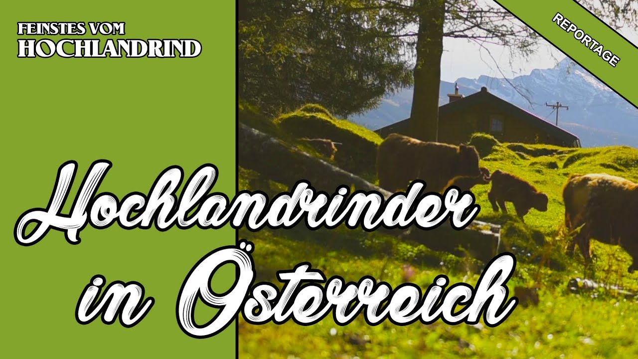 Hochlandrind in Österreich | Vorschau