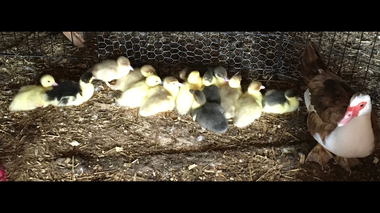 Muscovy Ducklings growth ~ 15 to 21 days old