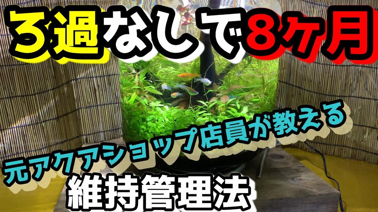 アクアリウム専門店元ショップ店員が教えるボトルアクアリウムを楽して長く維持する方法【経過報告】