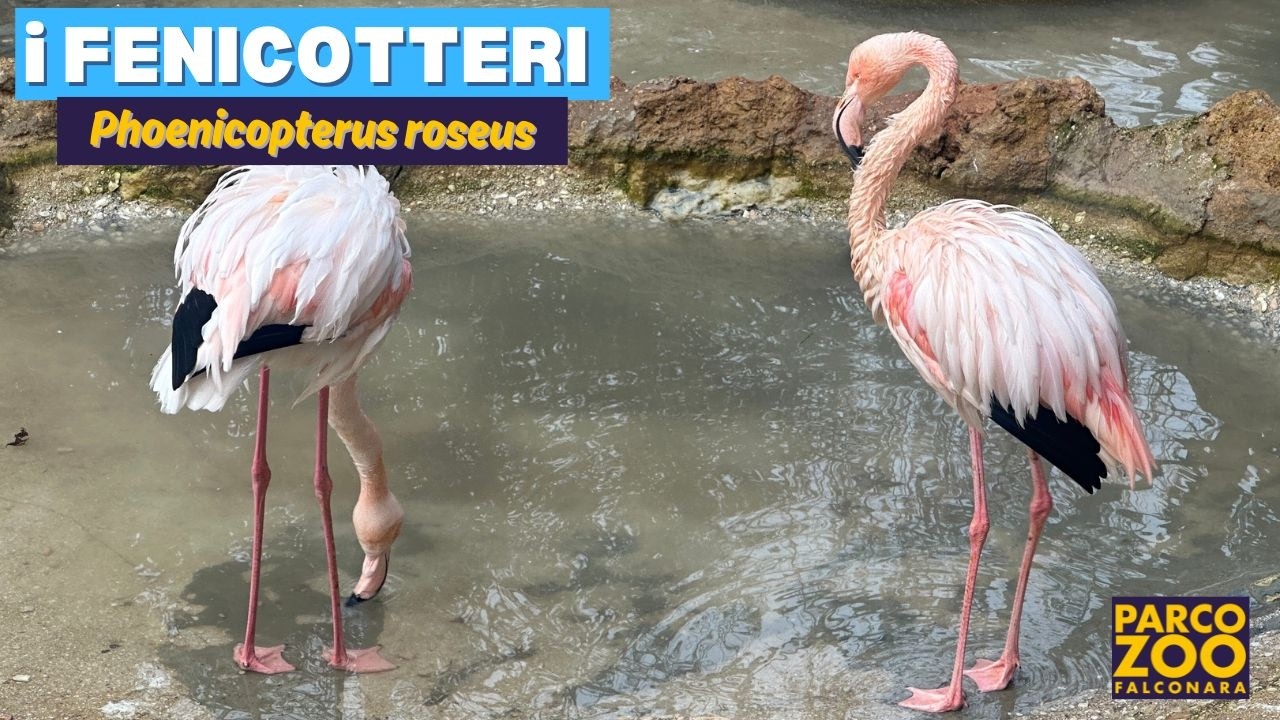 Fenicottero rosa (𝘗𝘩𝘰𝘦𝘯𝘪𝘤𝘰𝘱𝘵𝘦𝘳𝘶𝘴 𝘳𝘰𝘴𝘦𝘶𝘴)