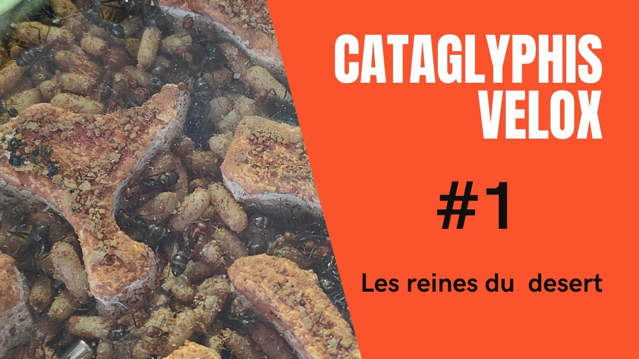 Cataglyphis velox | Sont elles Les reines du désert Andalou ?