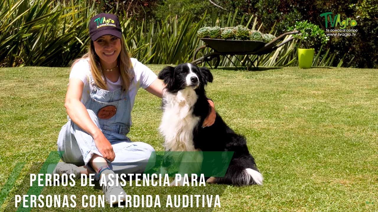 Perros de asistencia para personas con pérdida auditiva - TvAgro por Juan Gonzalo Angel Restrepo
