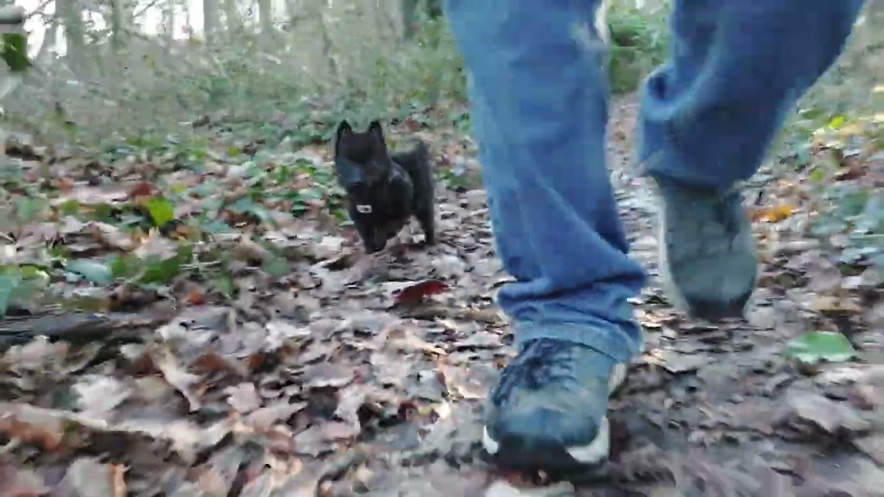chiot schipperke première sortie sans laisse abby version long