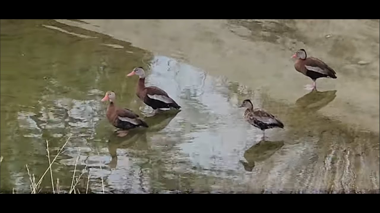 Black Belly Whistling Ducks Adults & a Youth