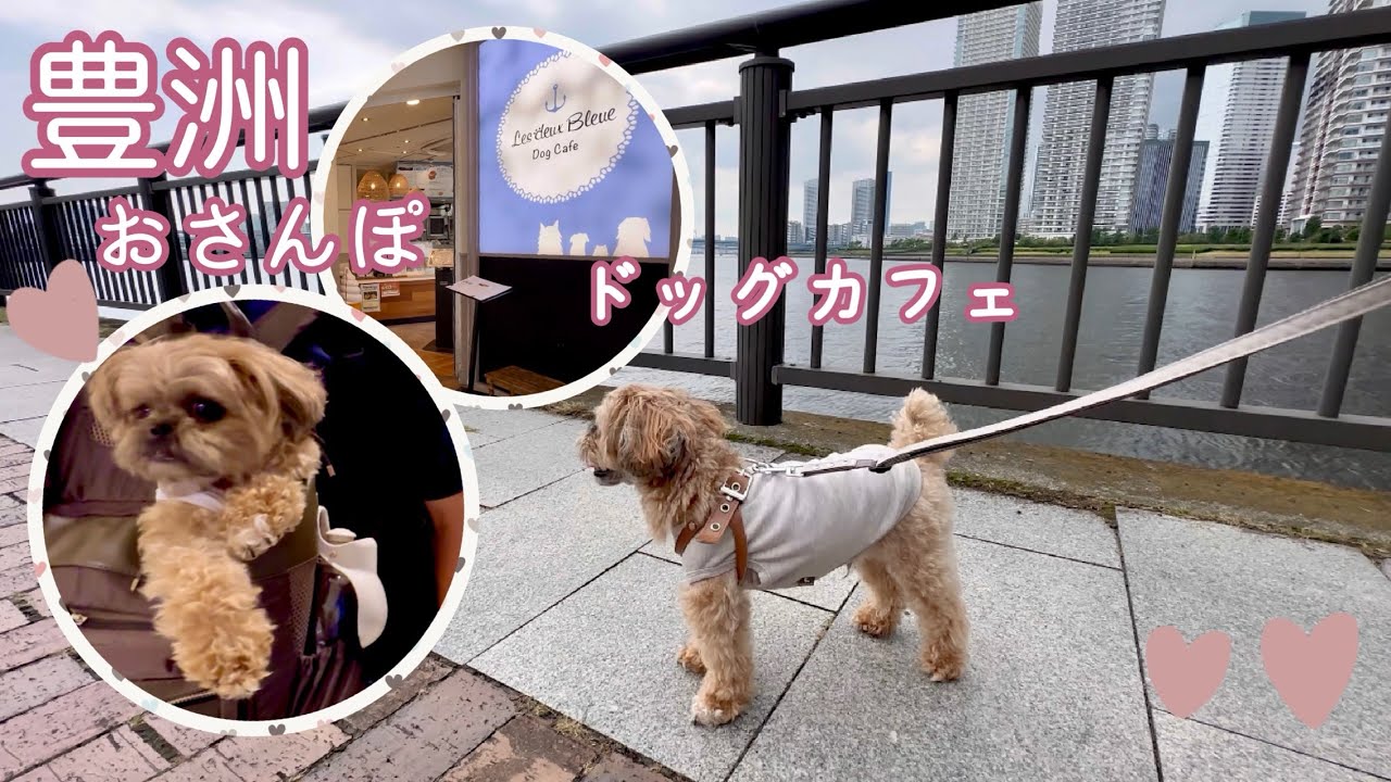 豊洲お散歩♡ドッグカフェ
