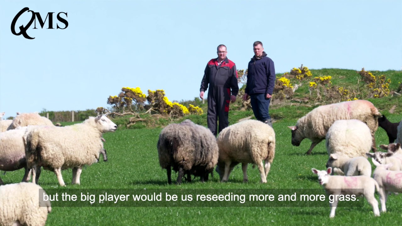 Highland Sheep Host Farm