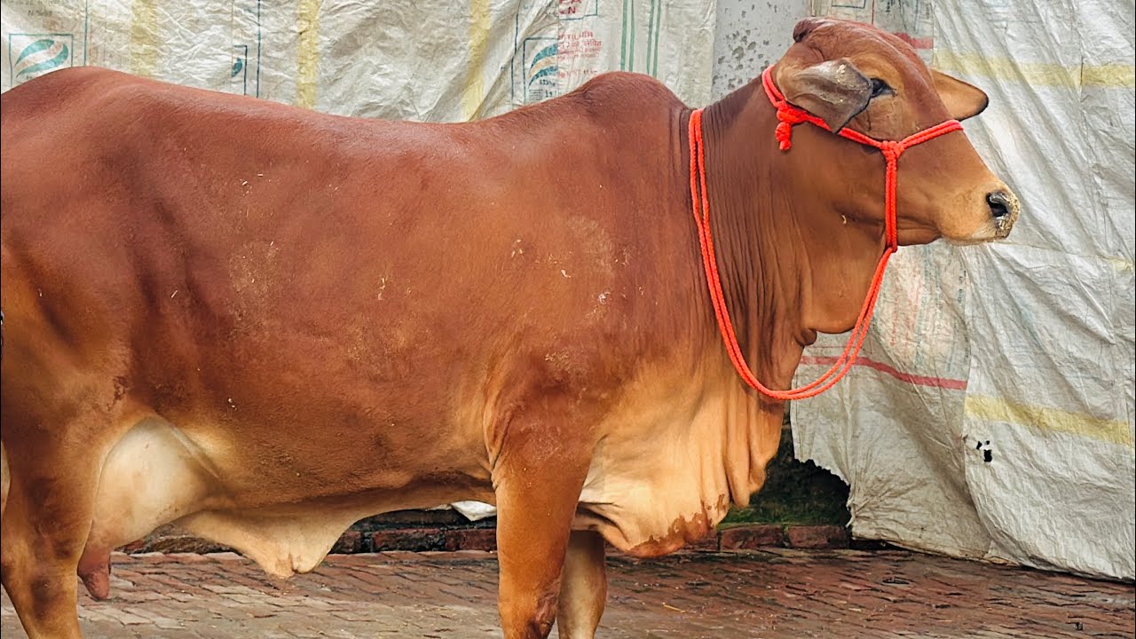Show quality sahiwal cow for sale // #topbreed sahiwal cow // #competitionlevel sahiwal cow for sale