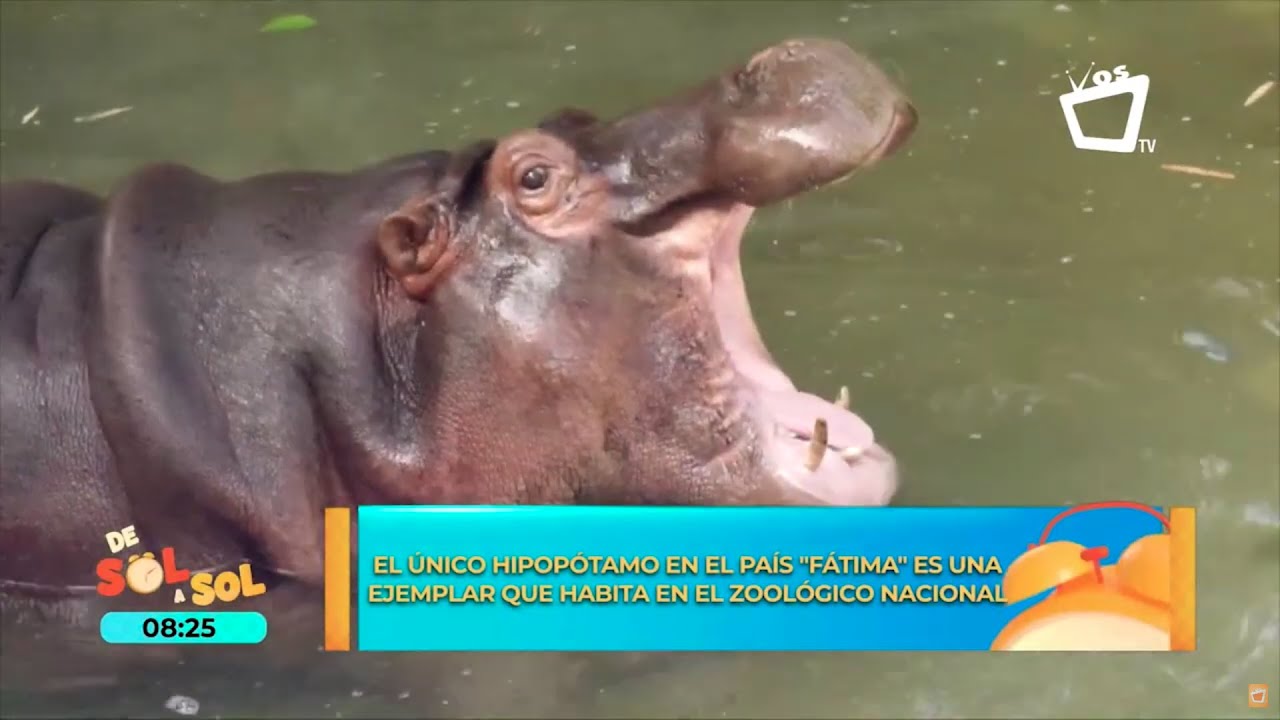 Fátima: el primer hipopótamo en el zoológico de Nicaragua