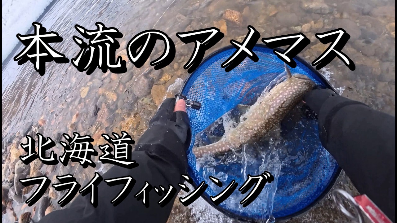 本流のアメマス釣りが楽しかった【 北海道 フライフィッシング 】