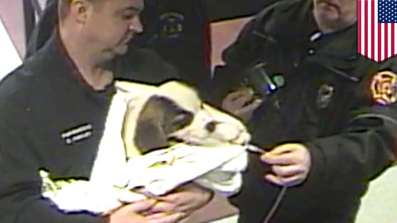 Police saving dogs: Cops to the rescue - TomoNews