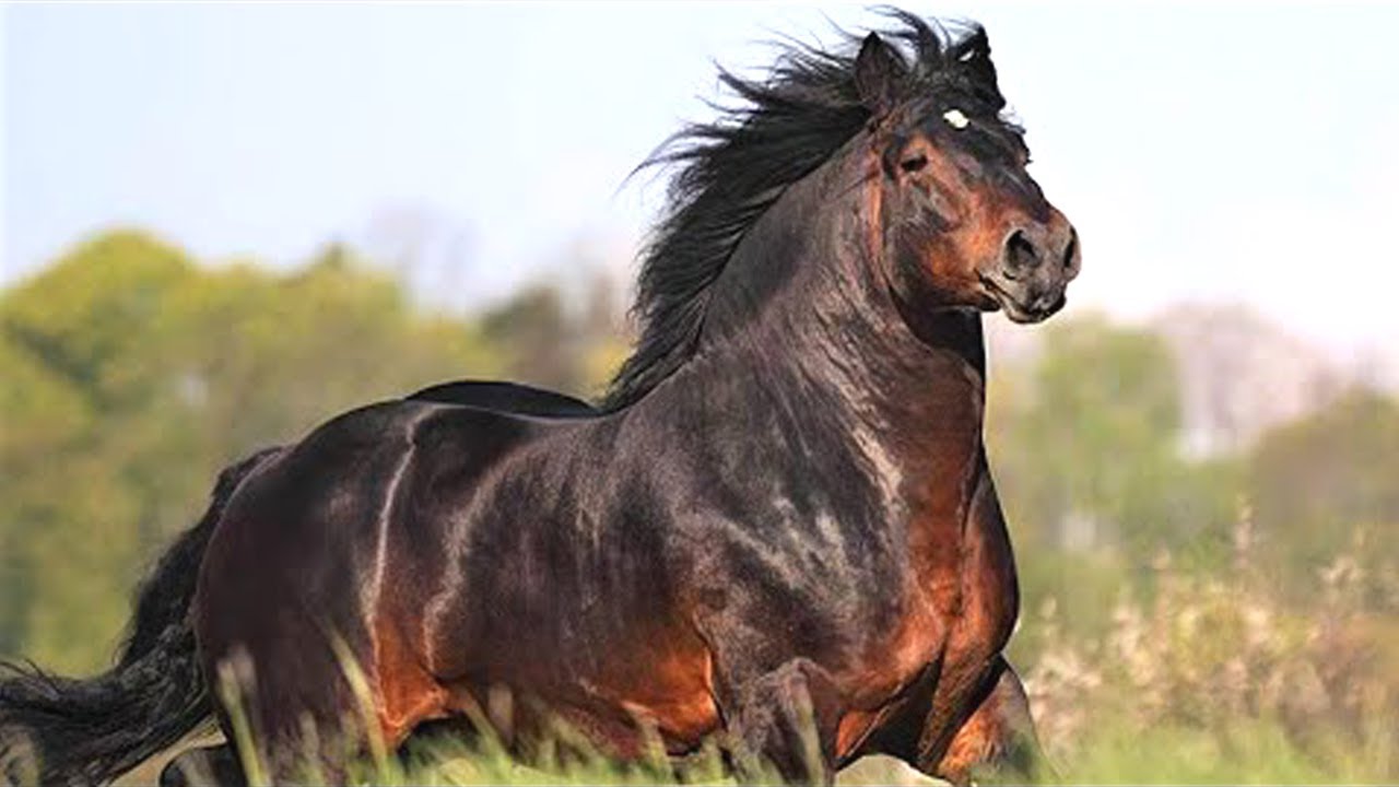 Das sind die 7 stärksten Pferde der Welt!