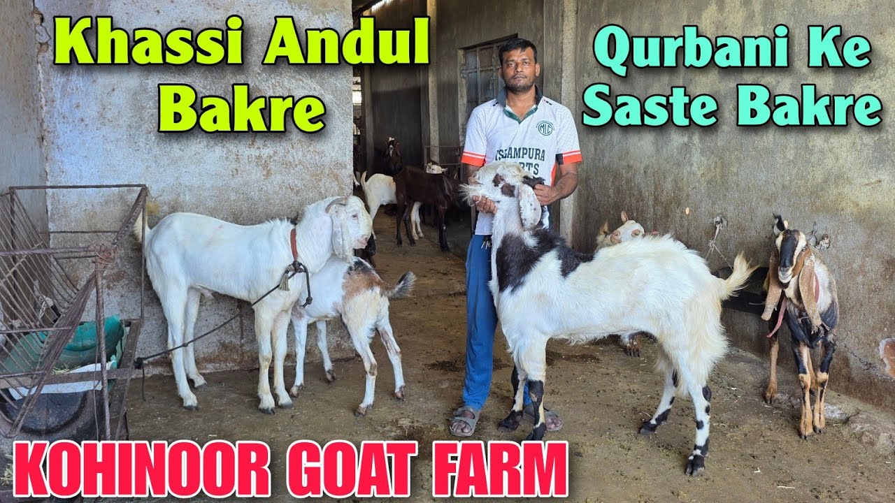 2026 Khassi Andul Bakre At KOHINOOR GOAT FARM | Saste Qurbani Ke Goat In Bhiwandi 