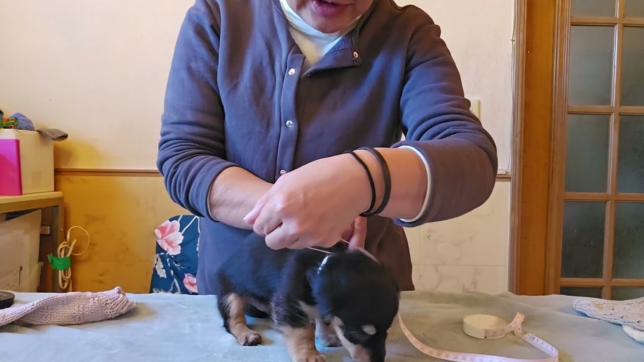 お問い合わせ男の子ルナちゃんの兄妹