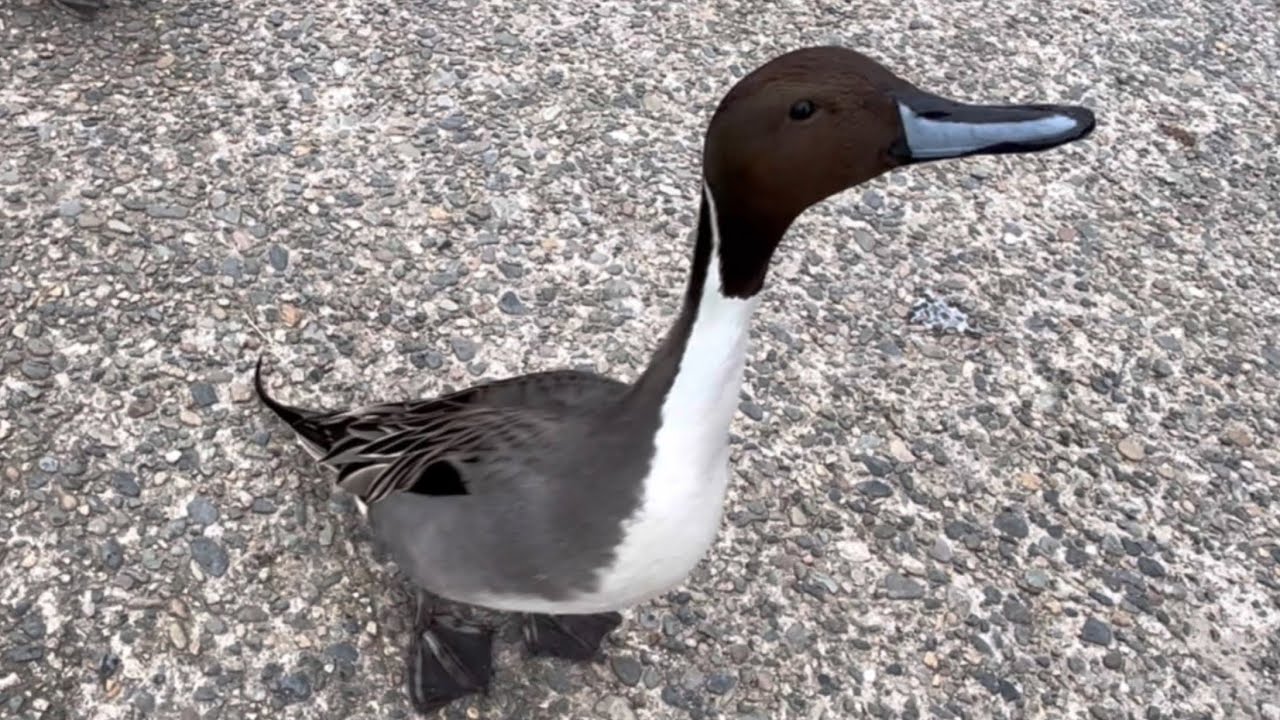 【渡り鳥】2026年2月23日のカモ【duck】