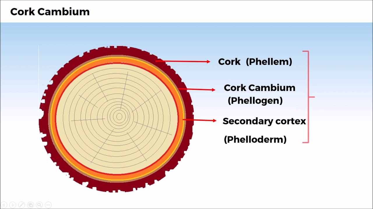 5. 11B06.4 CV2 Cork Cambium