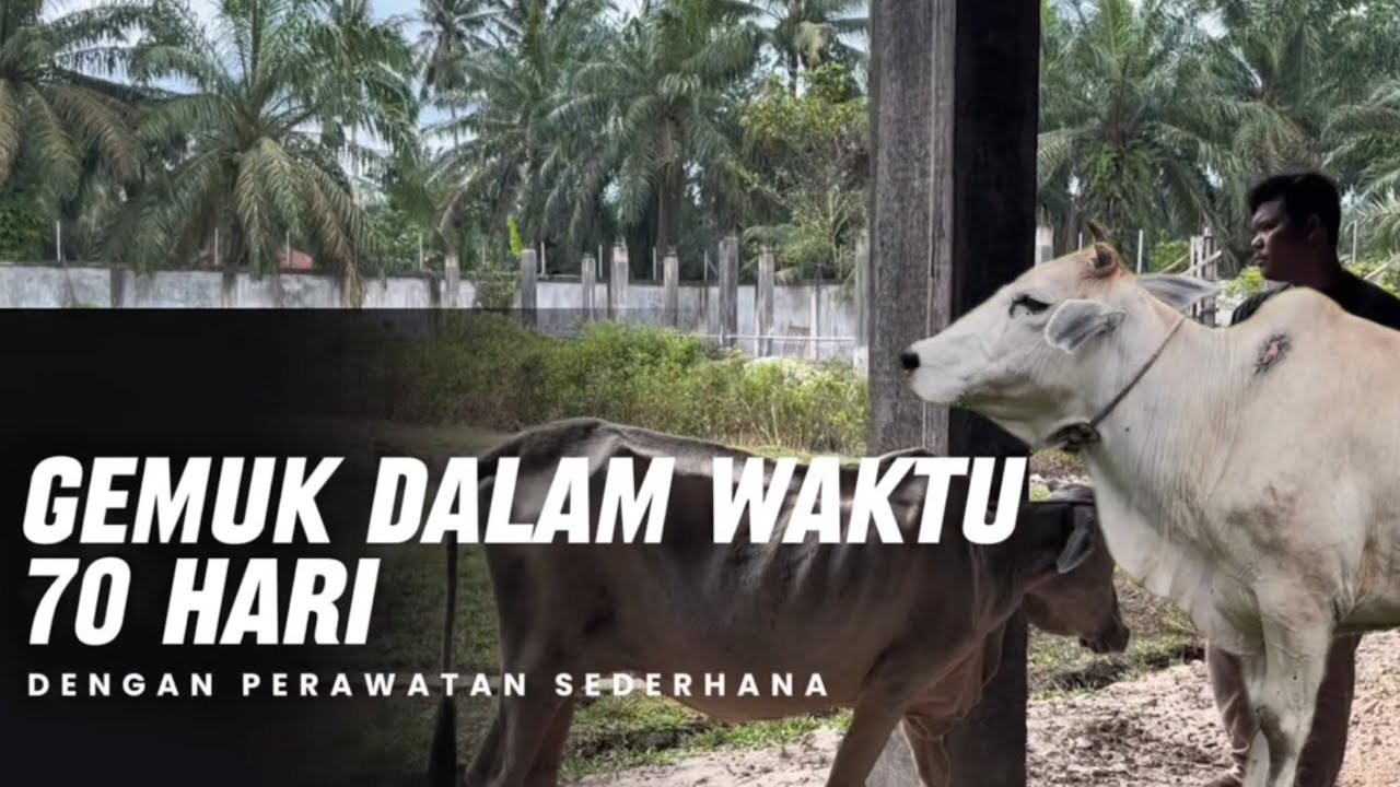 EPS 2 | SAPI GEMUK DALAM WAKTU 70 HARI !!!
