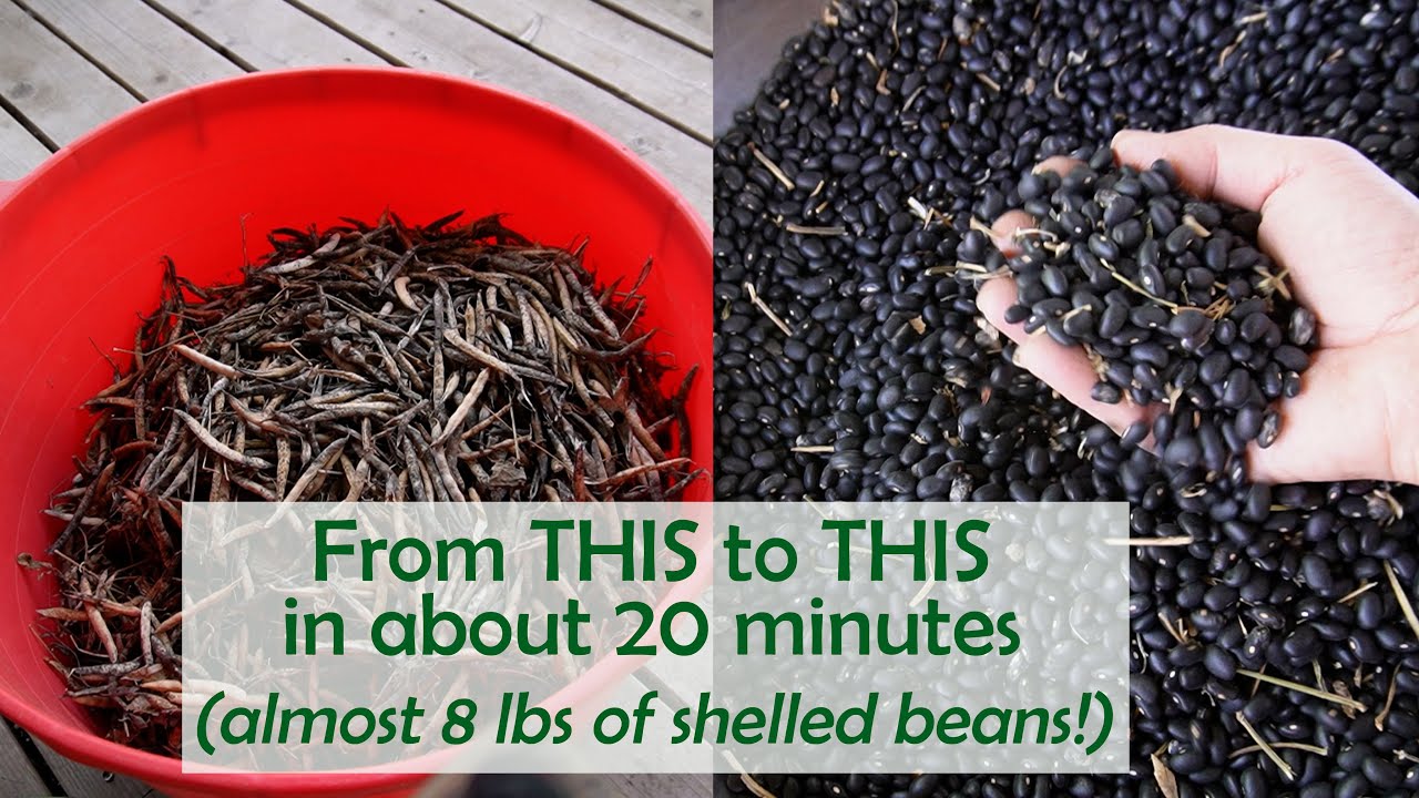 Shelling A Lot of Dried Beans Fast (and pressure canning some of them)