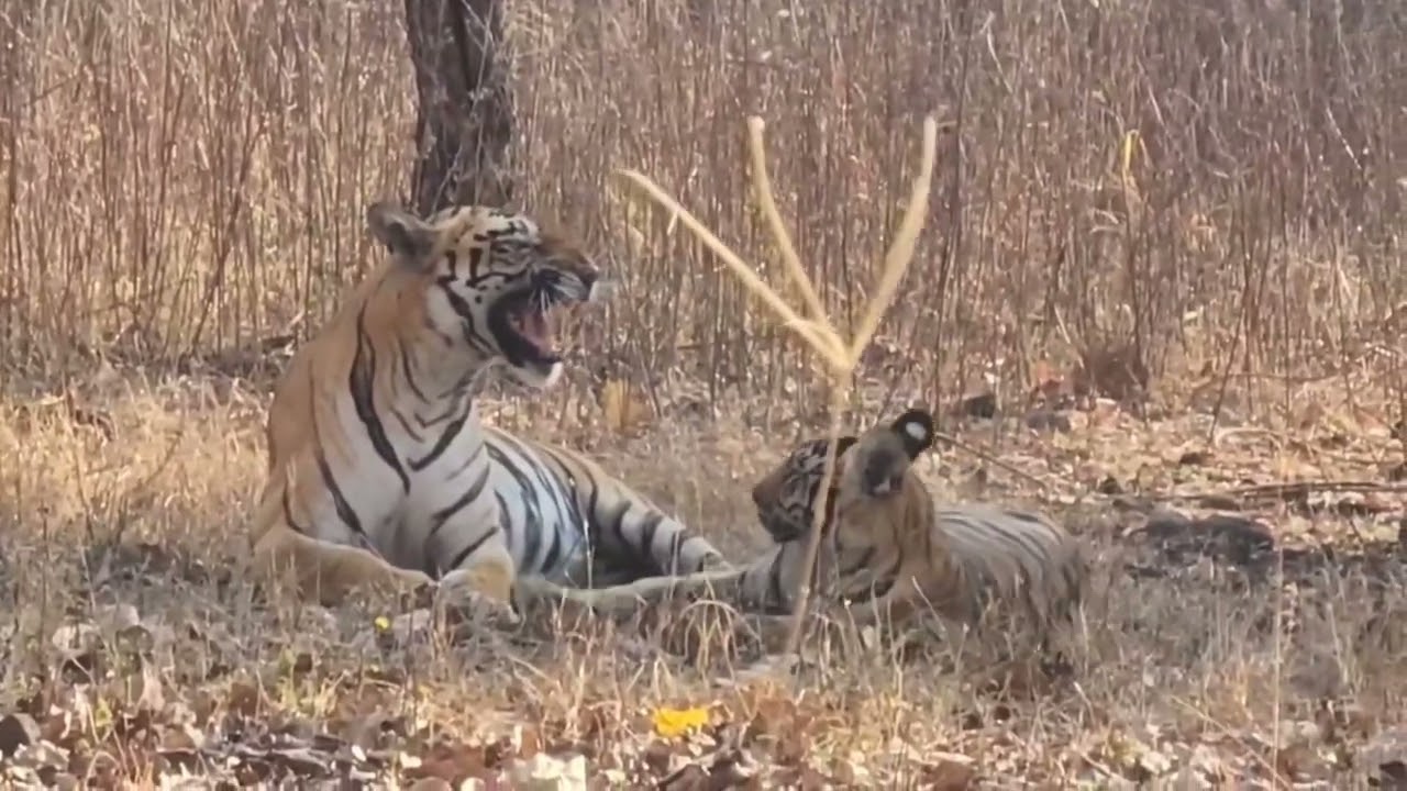 KATRINA KE DO CUBS ___ABHI BADE HO CHuKE HAI#ytshorts #yutubeshorts #yutubvideos #bortigerreserve 