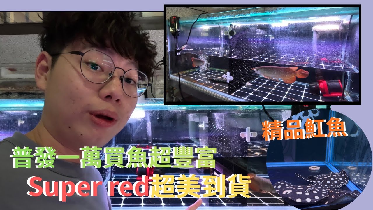 進魚啦！精品紅龍登場 這次表現漂亮不加價 皇冠魟魚優惠 #魟龍魟龍水族工作室 #金魚夢 #綠皮辣椒 