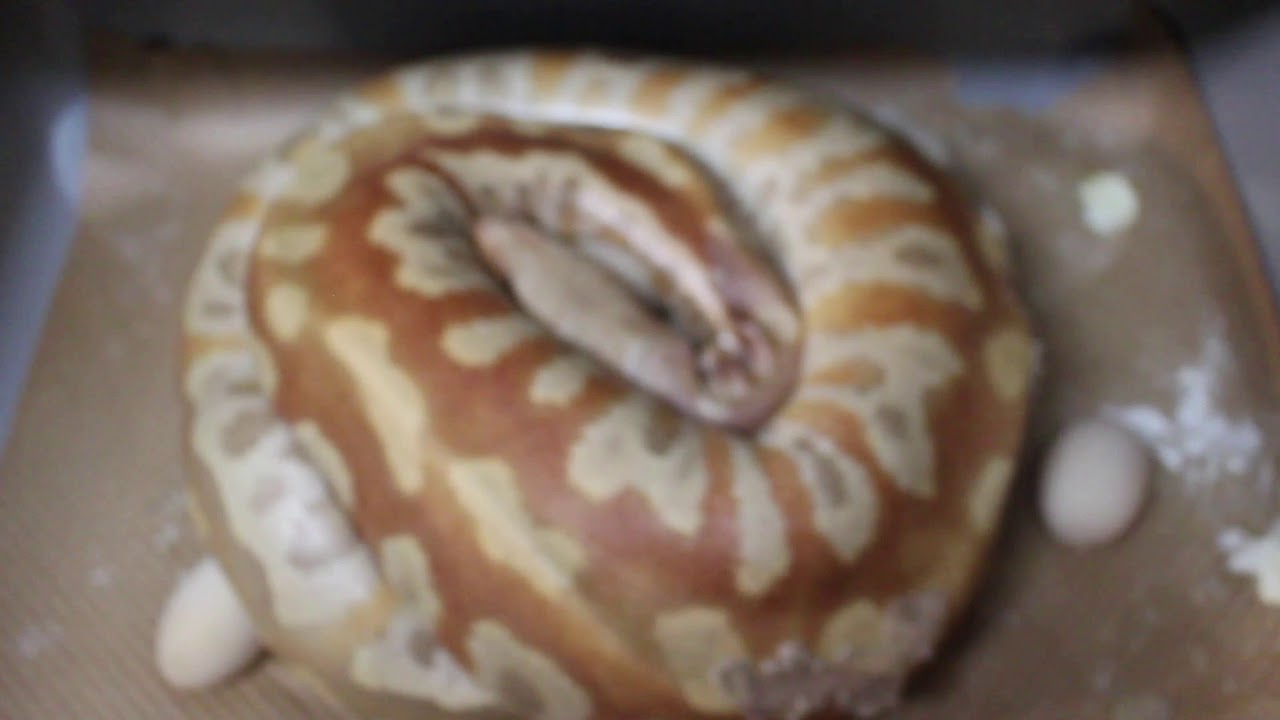 Blood and ball python clutches!