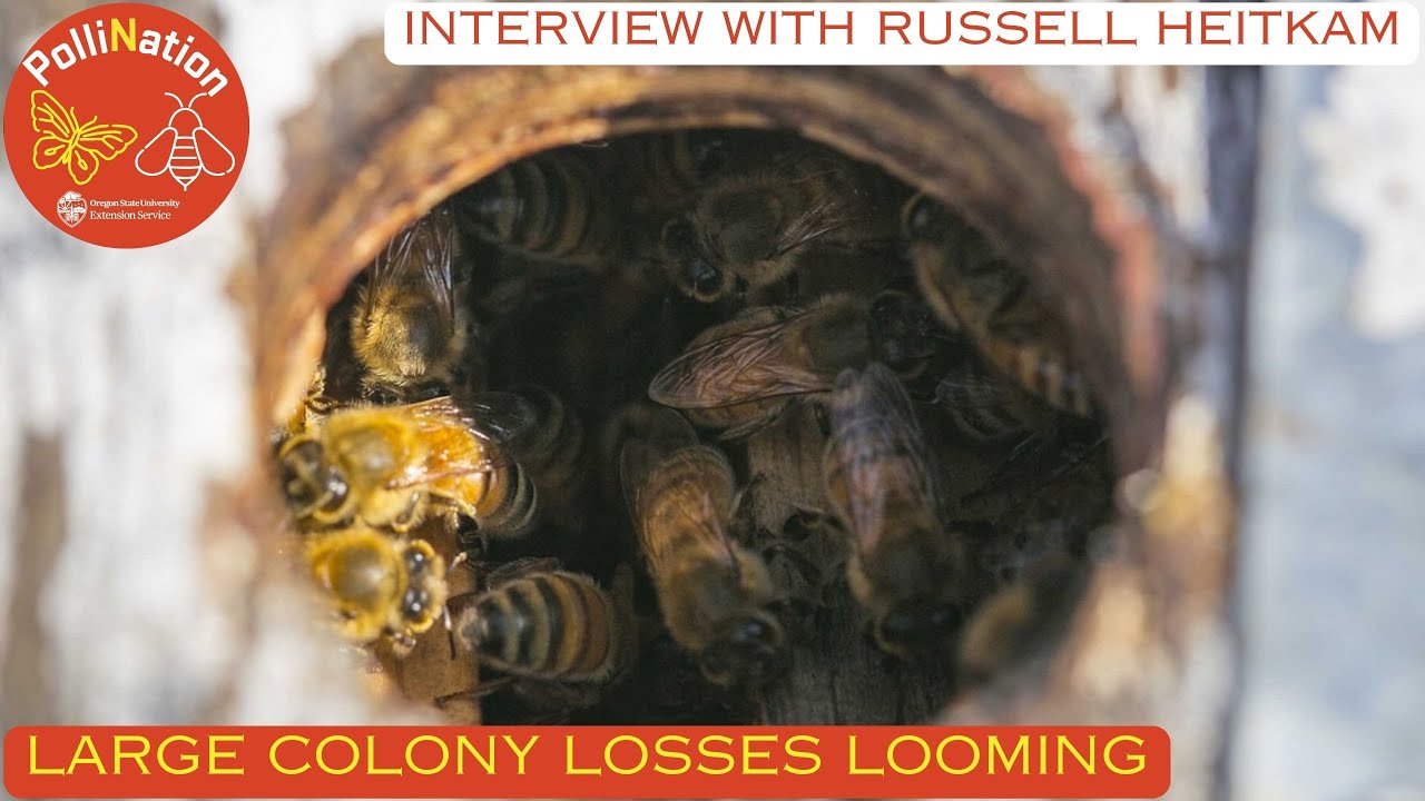 276 - Large Colony Losses Looming