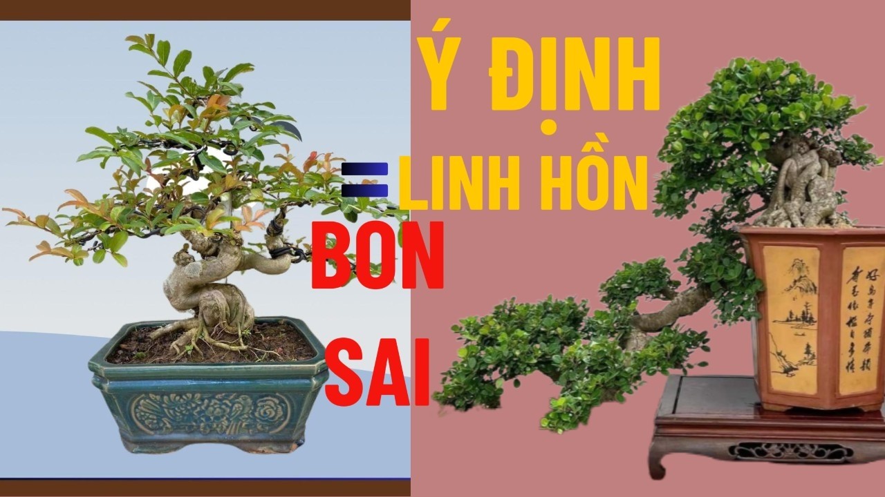 👉 Đặt Ra Ý Định Trước Khi Chơi Cây Cảnh – Linh Hồn Của Nghệ Thuật Bonsai#chủ đề bonsai#caycanh