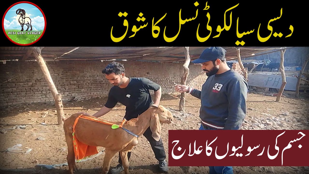 Desi pure sialkoti nasal ki bakri (Goats)