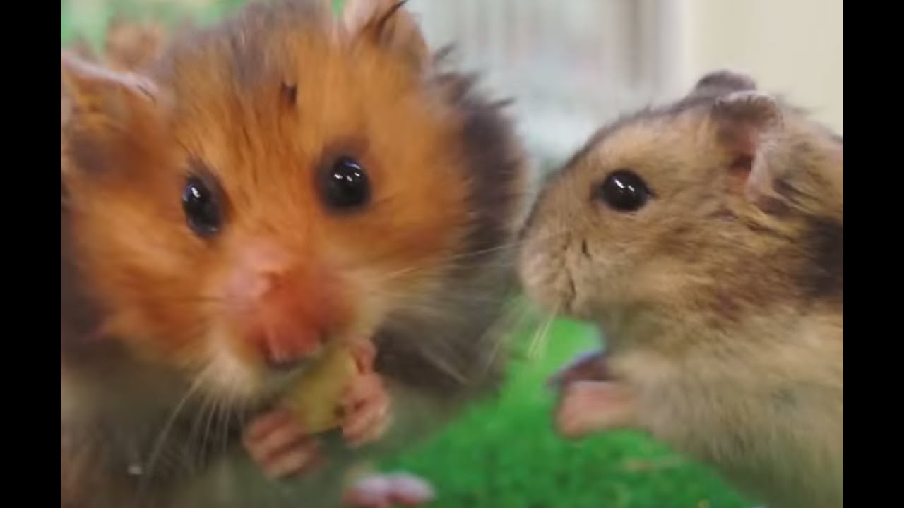 HAMSTERS - Curiosidades que  no sabías de los hámsters!