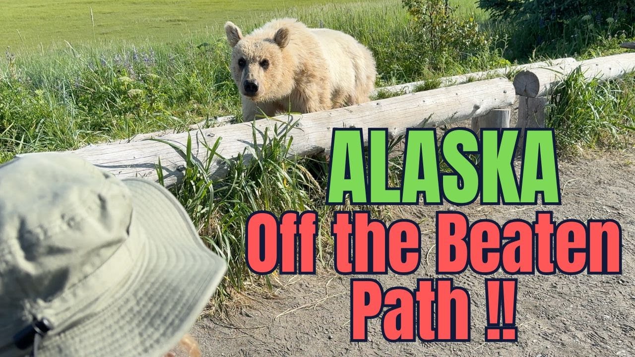 Ultimate Alaska Wildlife Safari   HD 1080p