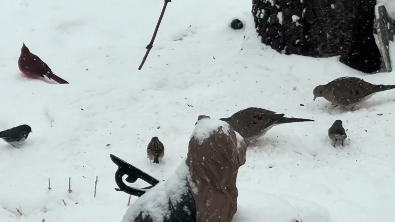 Backyard birds 