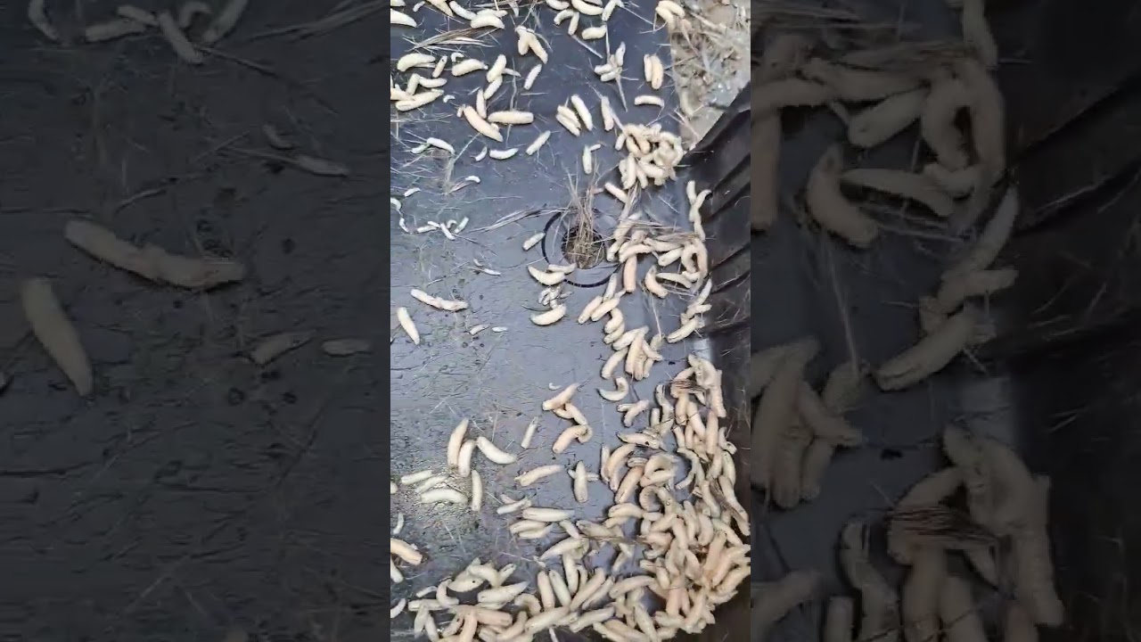 Larva of fly (maggots)