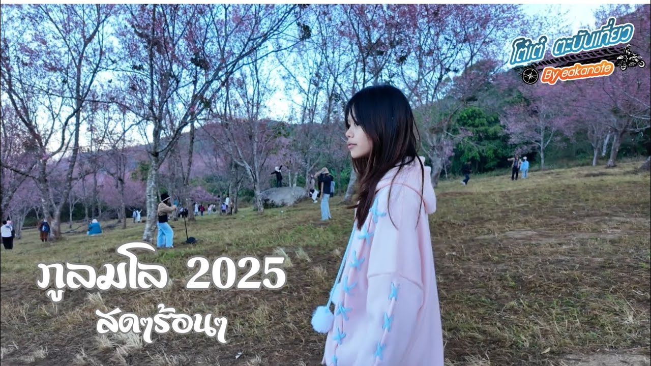 ภูลมโล 2025 ซากุระเมืองไทย ล่าสุดเสาร์ 18 มค 68 เที่ยวสนุกแบบหนีรถติดได้ นอนอุทยานภูหินร่องกล้า