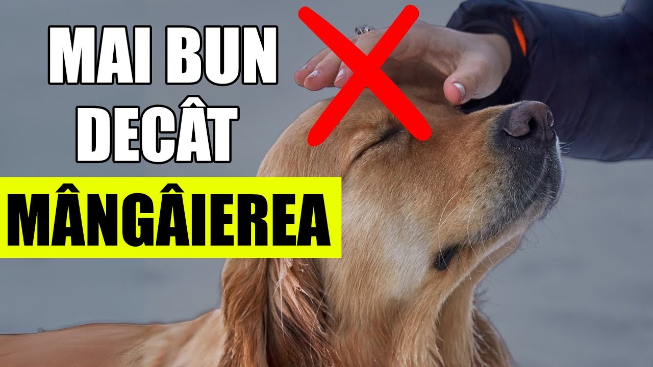 10 Lucruri Pe Care CÂINELE TĂU Le IUBEȘTE MAI MULT Decât Să Fie MÂNGÂIAT!