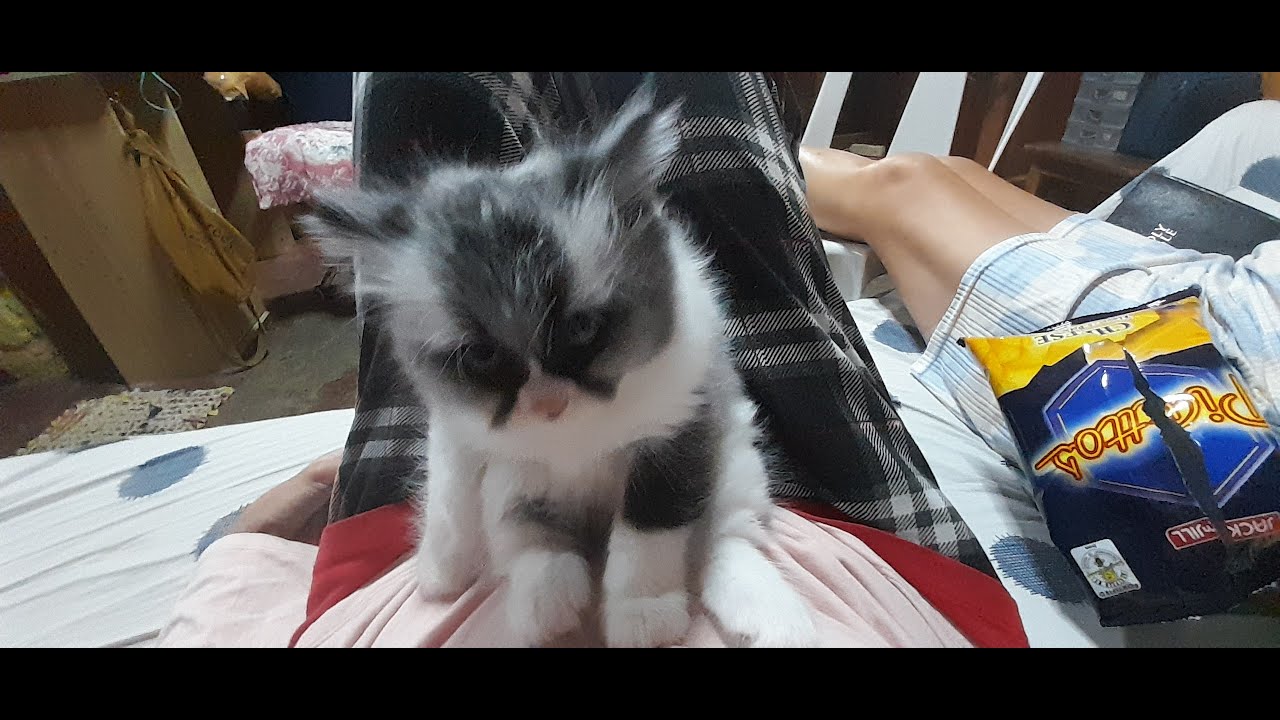 1 Hour Relaxing Cat Video 🐱 Stray Cat with Kittens | Feeding Time | Flowers & Peaceful Vibes