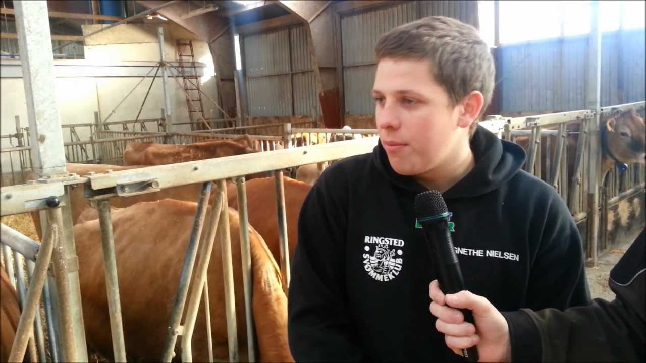 Høng landbrugsskole Kvægfilm