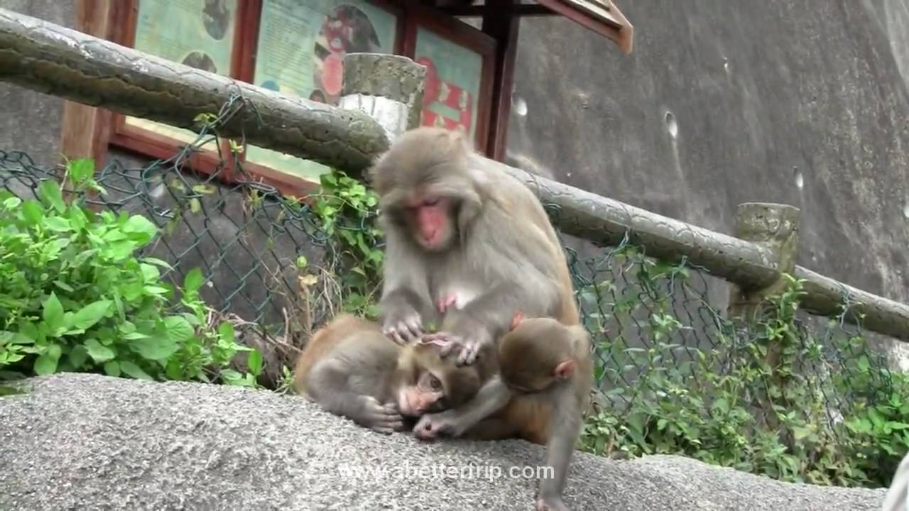 Monkey Hill, Kowloon, Hong Kong