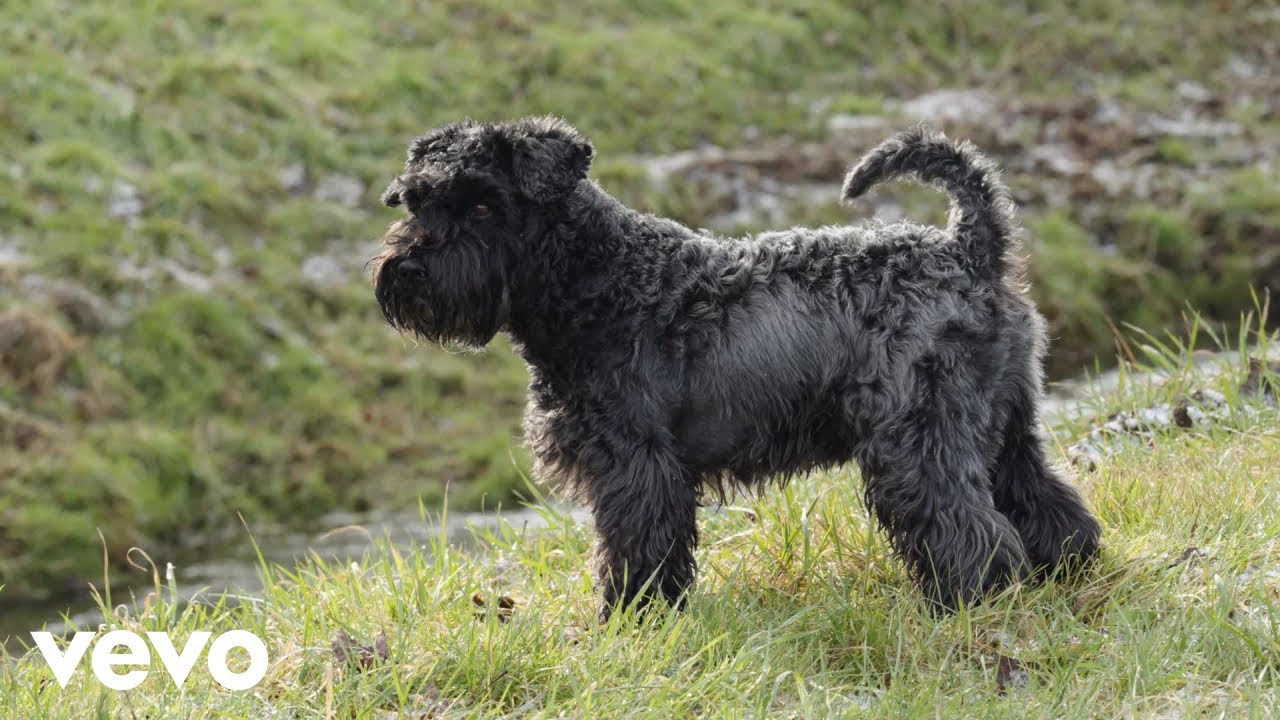 High Plains cowboys - All Good Dogs Go To Heaven's Light