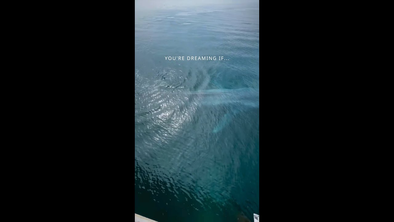 The world's second largest whale up close 🐋👀📍 Busselton Jetty in #WAtheDreamState