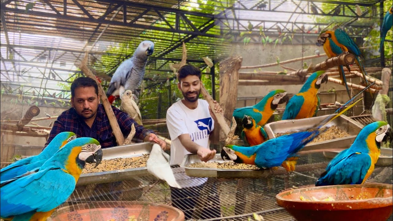 Start now Macaw Parrot breeding farm