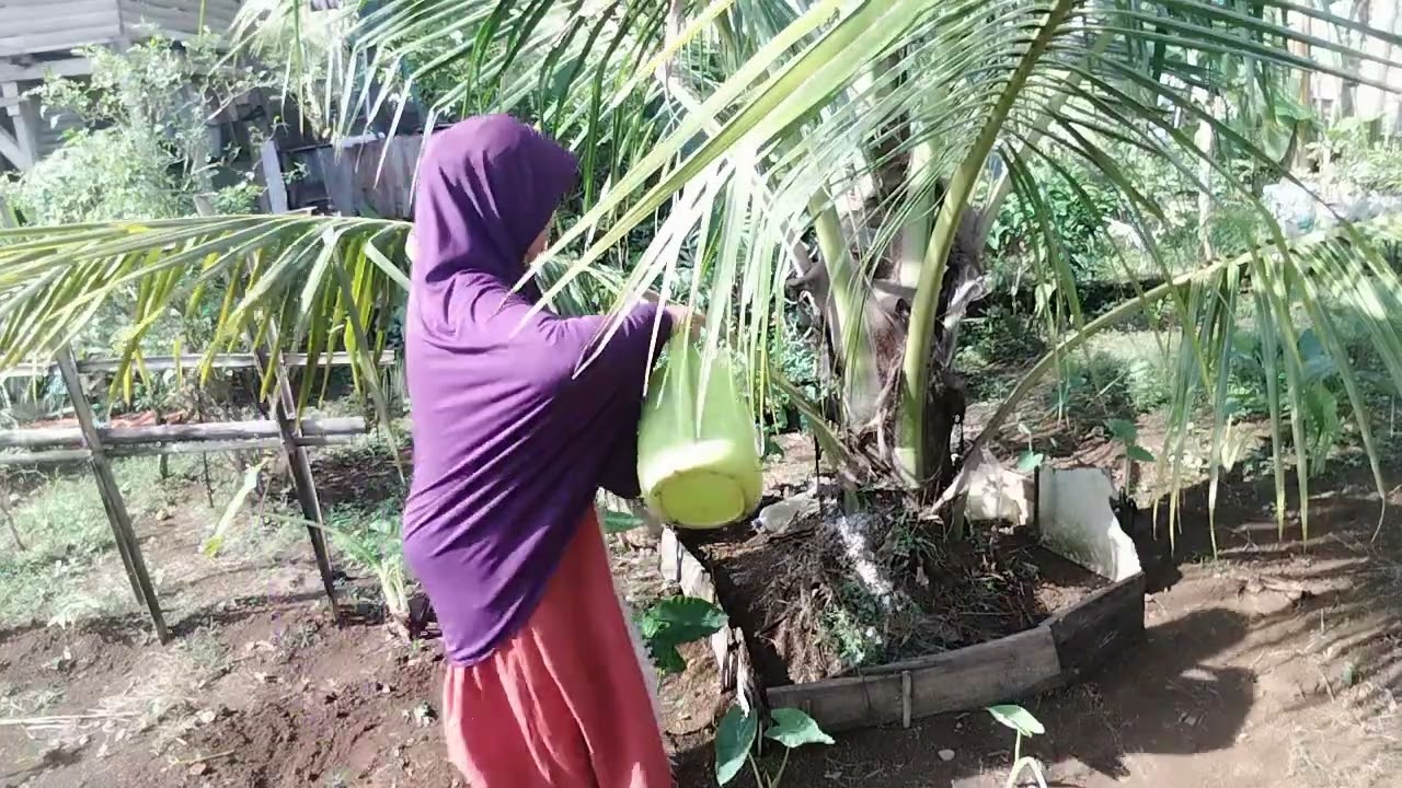 Merawat Kelapa