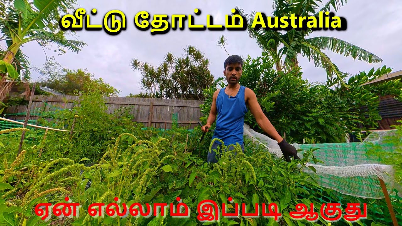 My home garden Australia 🇦🇺 | அப்படி என்ன தான் இருக்கு | Backyard Tour