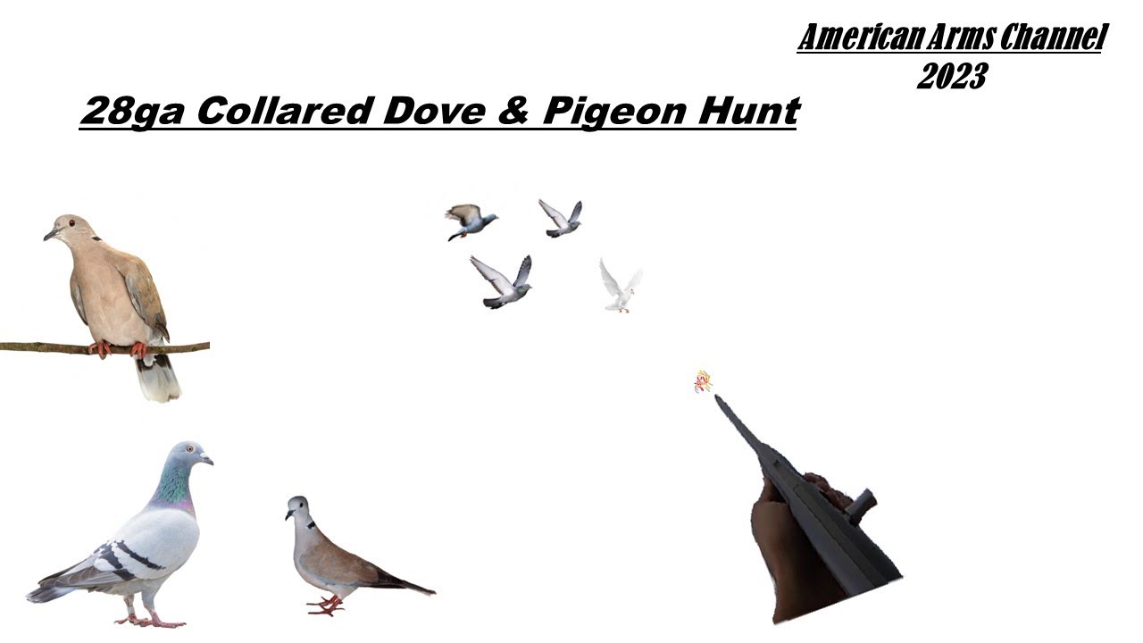 28 Gauge Eurasian Collared Dove & Common Pigeon Hunt - August 2023