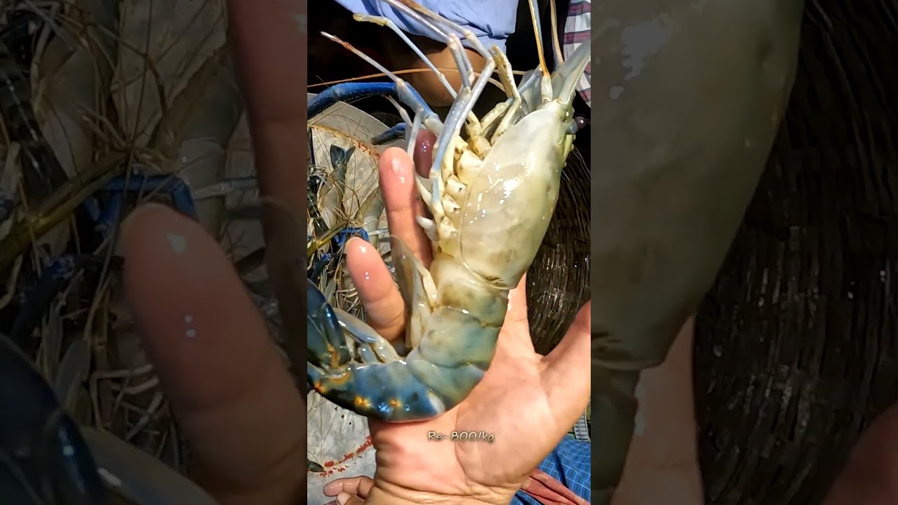 ক্যানিং মাছের বাজার অক্টোবর 2024 | canning fish market | prawn price canning 